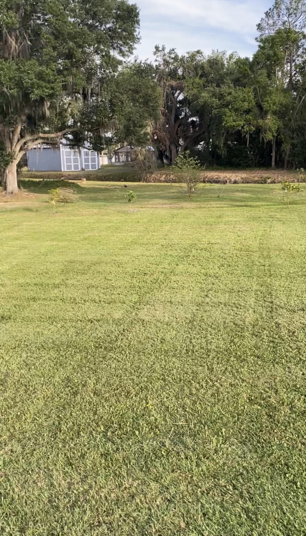 Landscaped yard