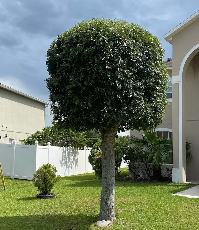 Precision hedge shaping